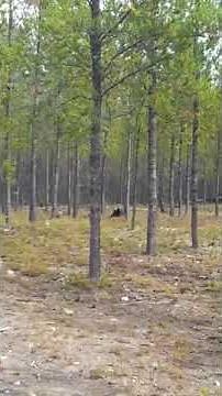 Man catches HUGE wolf attack dog on camera!