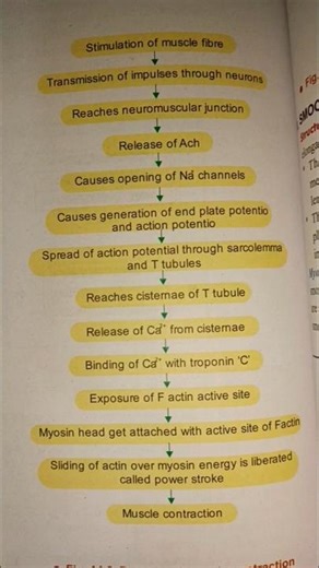 Process of muscle contraction #shorts #video