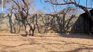 Angie popping in to say a quick hello … 🦏🥰 | Hoedspruit Endangered Species Centre