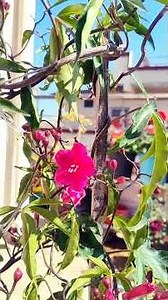 Cardinal Creeper | Ipomoea horsfalliae Plant Care & Flowering Season 🌿