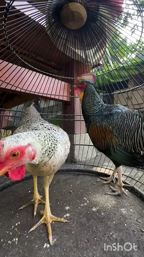 Faisán con gallina probando | Alimentación y crianza de gallos finos