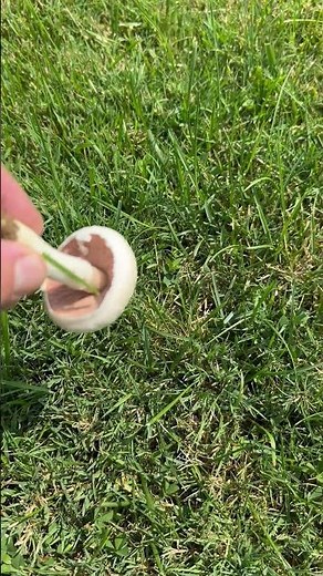 Finding Wild Meadow Mushrooms #mushroom #nature #FairyRing #fungi #Foraging