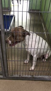 UPDATE: Sadie has been pulled into rescue by Noodles Animal Refuge!!! Look at her leaving the shelter & taking a friend with her. Please honor your pledge at PayPal: noodlesanimals@gmail.com TY!! Sadie (A381115) is in need of networking! She is 2 years old, heartworm negative, and has been at the shelter since June 23rd. Sadie is dog friendly, kid friendly, and is ready for her furever home. Please SHARE her. We are dumbfounded as to how she has not been adopted yet. http://apps.ocfl.net/dept/CE