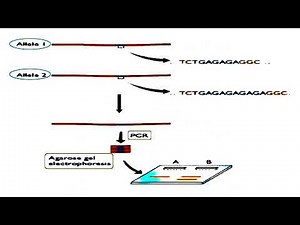 Simple Sequence Length Polymorphism or SSLP Marker