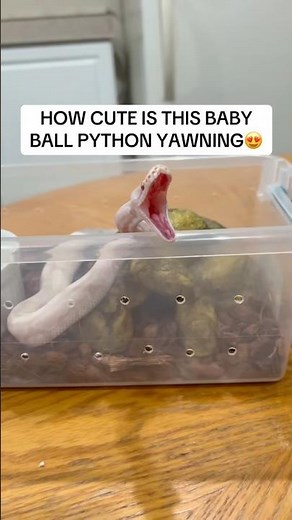 How CUTE Is This Baby Ball Python!?
