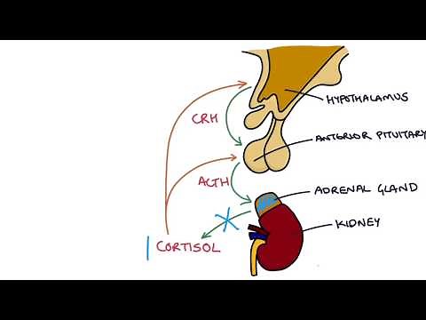 Understanding the Short Synacthen Test