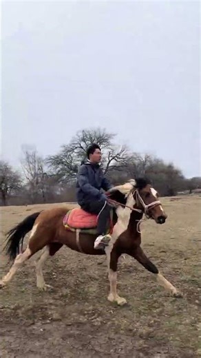 Unforgettable Horseback Riding Experience: Why It's So Special