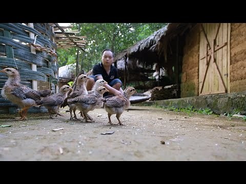 FULL VIDEO: 130 days process of building life in the forest, raising more wild chickens
