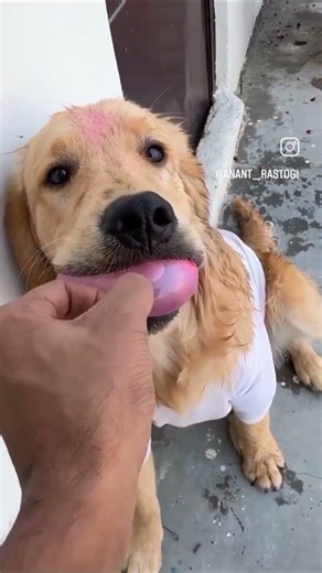 Leo And rew celebrate the Holi