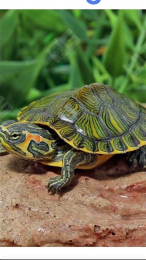Photos of Yellow Bellied Slider Turtles