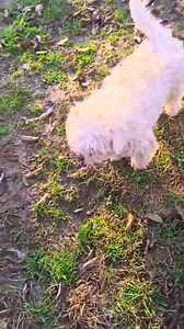 2.4K views · 32 reactions | UPDATE/ BOTH ADOPTED Lovely Obi ( black puppy boy) and Odette ( white puppy bichon mix white) are now for immediate adoption at Awrr . Both bichon mix 10 months old boy is 8 kg and the little girl is 4 to 5 kg. Very sweet friendly personalities great with other dogs and people including dog savvy kids over 7 years old and cats. Pls send us a msg in adopting any of these precious doggies. Medium energy level | Angel Watch Rescue and Rehome | Facebook