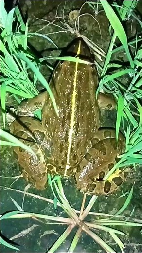 FUNNY Frogy and Toad Antics Will Make You LAUGH