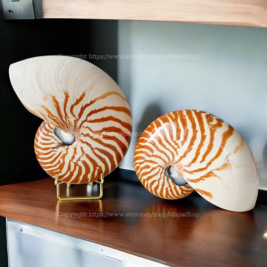 Large Seashell Collection RARE Chambered Nautilus Conus Seashell Ocean Vortex Giant Seashell Treasure of the Ocean Conch Sea Snail Shell - Etsy