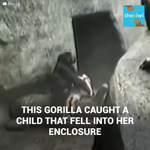 A three year old boy was at the Brookfield Zoo with his parents when a slip up made the boy fall 20 feet down to the gorilla enclosure. Panic took over the zoo because the enclosure had 7 adult aes that could easily end the child’s life. But it all changed when Binti took him in her arms and what happened next would shock everyone. You can now also find us on Youtube: http://bit.ly/yt-thekiwi | The Kiwi