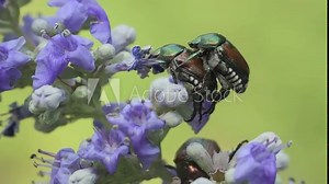 Mating Japanese Beetles on a purple Vitex tree Stock Video