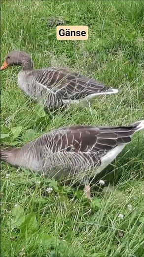 Im hohen Gras😄Da geht es den Gänsen richtig gut 👍