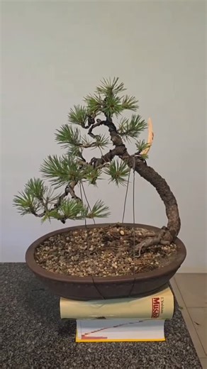 Using the musashi book beneath was a crime!🌲 #bonsai #fyp #styling #diy #channel | Saimon Reddy