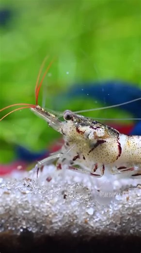 7.1K views · 77 reactions | 戀✨ Amazing Freshwater Shrimps! These little gems bring life and color to any aquarium!  Watch them scurry, clean, and explore their underwater world.  Shared by @shrimpsensei! #FreshwaterShrimp #ShrimpTank #NanoAquarium #Aquascaping #LiveAquariaCommunity | LiveAquaria.com | Facebook