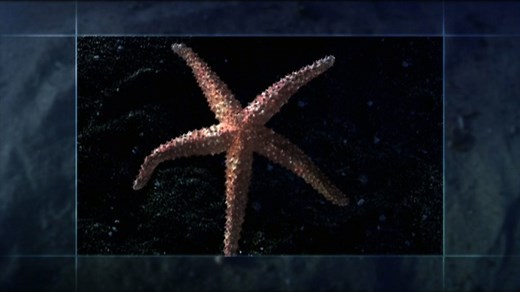 Echinoderm Animation: Five-part Symmetry