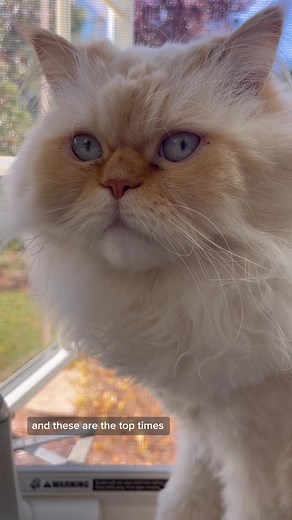 Part 1 #cats #catlife #ilovemycats