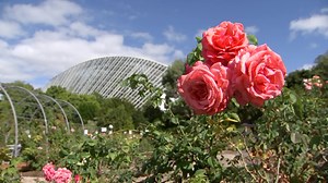 Have you developed a love for roses in the past 12 months? 🌹🌹🌹 Rosarians have flooded the Adelaide Botanic Garden for its first rose show since the pandemic began. Growers say the hobby has experienced a boom due to COVID-19, with nurseries selling out of stock because of the increased demand. | ABC Adelaide
