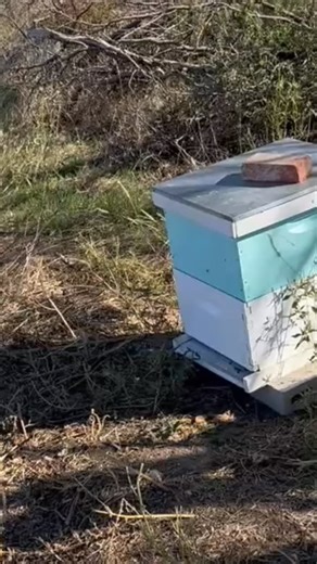 Wax Moth Larva! 🤢🤢 Watch it crawl out of the cocoon at the end of the video. #waxmoth #yuck #problem #bees #smallbusiness #sanangelo #honey #beekeeping | Saint Abigail Honey