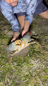 61K views · 357 reactions | Huge mud crab 呂 | Olivares Hunters | Facebook