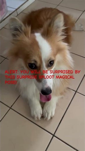 FUNNY CORGI LOOKS PROUD AND BRAVE … Short Legs, Big Sploot! This Corgi Is Pure Cuteness!