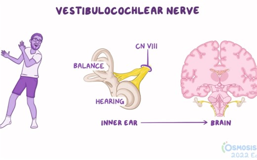 Anatomy of the vestibulocochlear nerve (VIII)