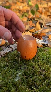 1.6M views · 13K reactions | Amazing Hack for Cooking Eggs in the Wild. #survival #skills #lifehacks #camping #ideas #outdoors #adventure #bushcraft #forest | Sergio Outdoors | Facebook