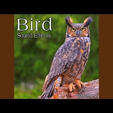 Prairie Falcon Calls Loudly