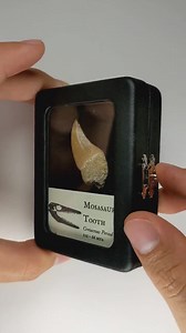 Real Mosasaur Tooth in Display, Cretaceous Reptile, 112 to 93.5 Million Years Old, Real Fossil - Etsy