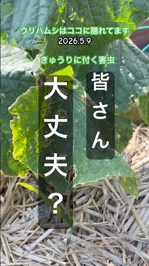 [Don't underestimate cucumber beetles, or you'll regret it] #pestcontrol