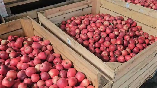How the Grading Line Works During Apple Grading The apple grading line is a systematic process designed to sort apples based on size, weight, colour, and quality before packing. After harvesting, apples are first unloaded onto the grading line, where they pass through a washing unit that removes dust, dirt, and chemical residues. | Times Of Shopian