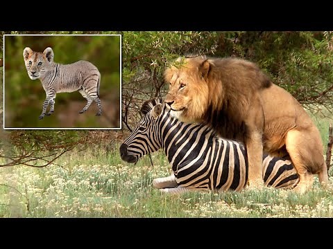 What if Predators Mate With Their Prey