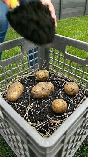 DIY Garden Hack That Actually Works 🥔 Container Growing Transformation (Before & After)