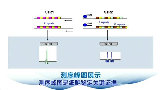 翼和生物细胞STR鉴定课堂~05~鉴定流程(三)