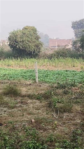 HAL chalaye tune tune fasal ugai