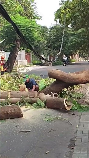 A FALLING TREE NEVER BLAME THE WIND 😁😁😁😁