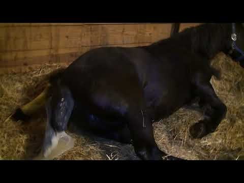 Friesian Mare Giving Birth