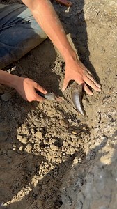 Lucky Luke just uncovered an absolute monster Rex tooth! 🦖🦷 A Tyrannosaurus rex tooth of this size is incredibly rare and a true collector’s dream. These massive teeth were built for crushing bone, not just slicing meat, giving T. rex one of the most powerful bites ever known in any land animal. Finds like this don’t happen often. Most Rex teeth were lost, broken, or worn down during feeding, and many never survived the fossilization process. When one is found this large and well-preserved, it