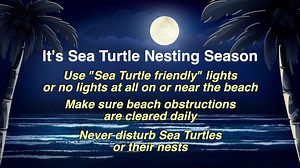 It's Sea Turtle nesting season! Learn more about these protected species here: https://www.colliercountyfl.gov/your-government/divisions-f-r/parks-and-recreation/sea-turtle-protection/sea-turtle-protection | Collier County, Florida
