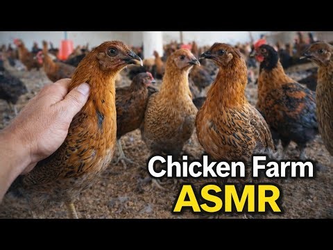 Relaxing Chicken Farm ASMR | Real Chicken Sounds & Natural Poultry Activity