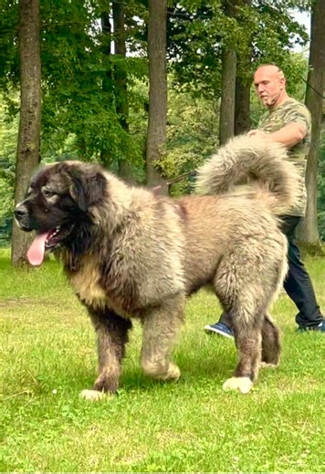 Big Dogs: The Perfect Pets for Families