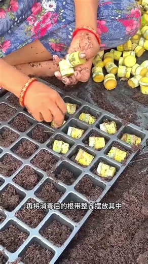Modern Sugarcane Nursery Technology Saves 70% Planting Material #shorts