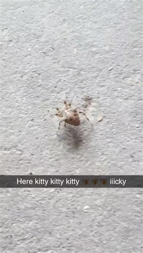 Catface Spider: Unveiling the Fascinating Creature