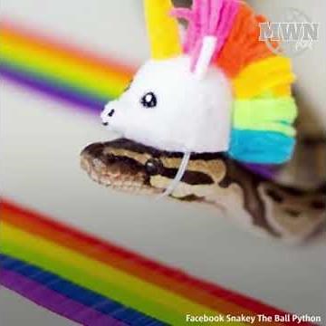 Meet Snakey, the cutest serpent wearing amazing hats
