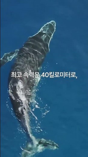 공룡보다 더 큰 지구 역사상 가장 거대한 동물
