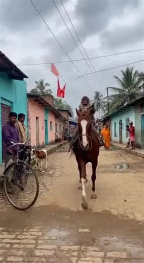 Monkey Rides Horse for Hilarious Prank