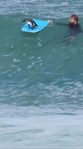 44K views · 48K reactions | Another reason why not to use a board. Wildlife commandeering them! 酪酪酪 Good stuff: We had an insane encounter with the endangered African Penguin during a bodyboard session in Cape Town, one we will never forget! Coach @adenkleve sharing this moment whilst caught on camera by @sethbuncombe #capetownmag#pointpanicsurfreport | Kaha Nalu | Facebook